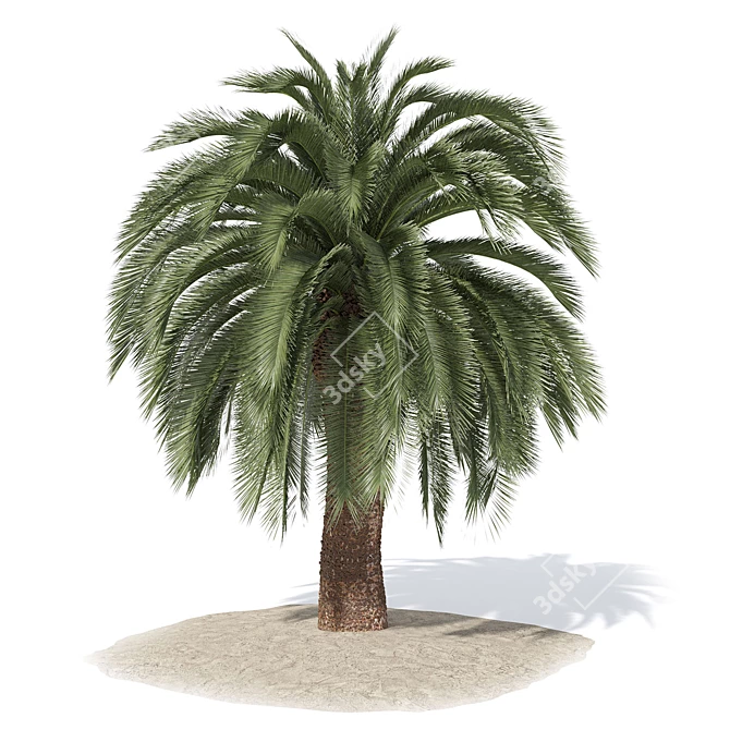 Exotic Macrozamia Palm Tree Model 3D model image 3