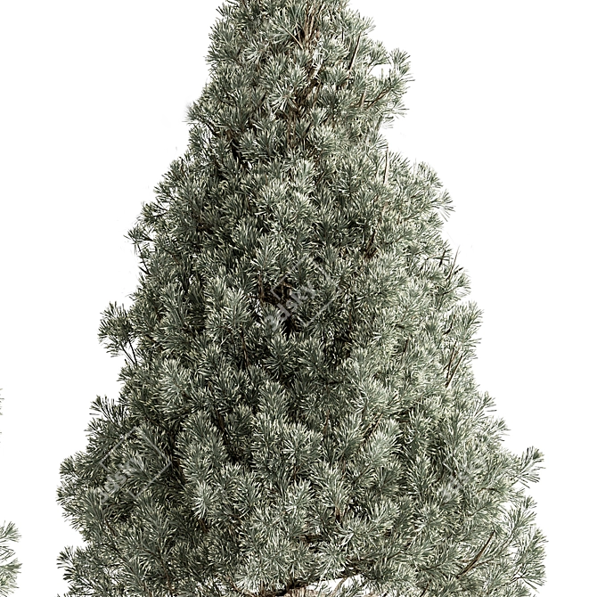 Russian Plum Pines Tree Set 3D model image 3