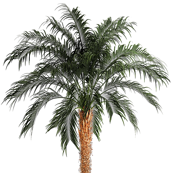 Exotic Palm Set in Modern Pot 3D model image 2