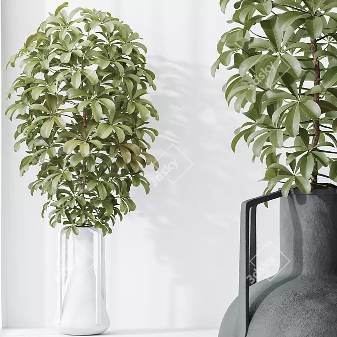 Dwarf Schefflera Umbrella Tree Set 3D model image 4