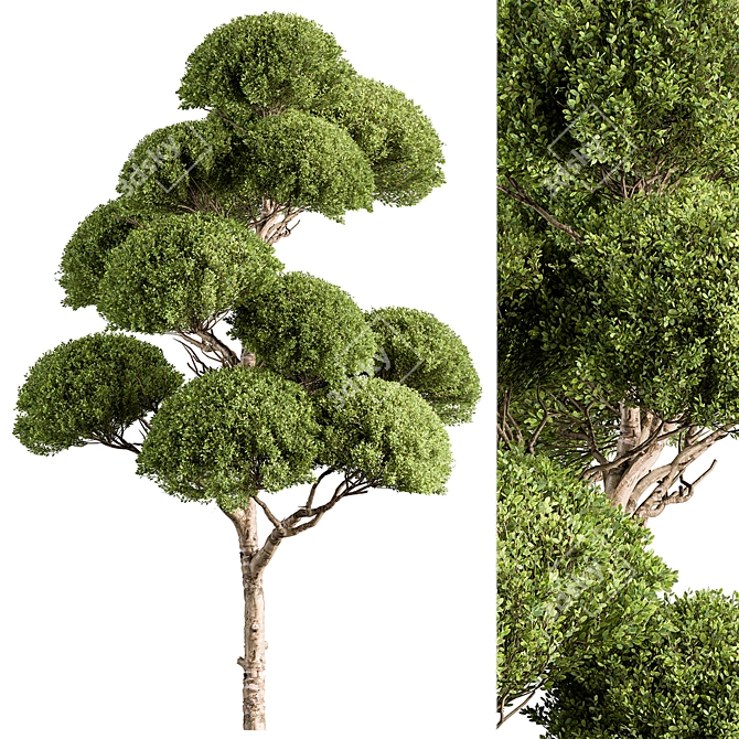 Replicated Spherical Bonsai Tree Set 3D model image 1