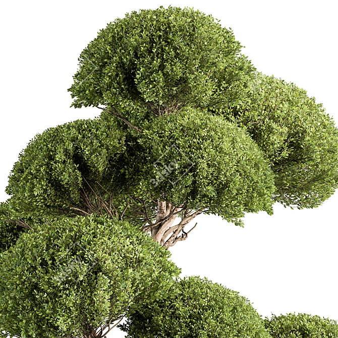 Replicated Spherical Bonsai Tree Set 3D model image 2