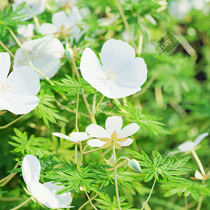 Bloody Cranesbill Blooming Plants 3D model image 6