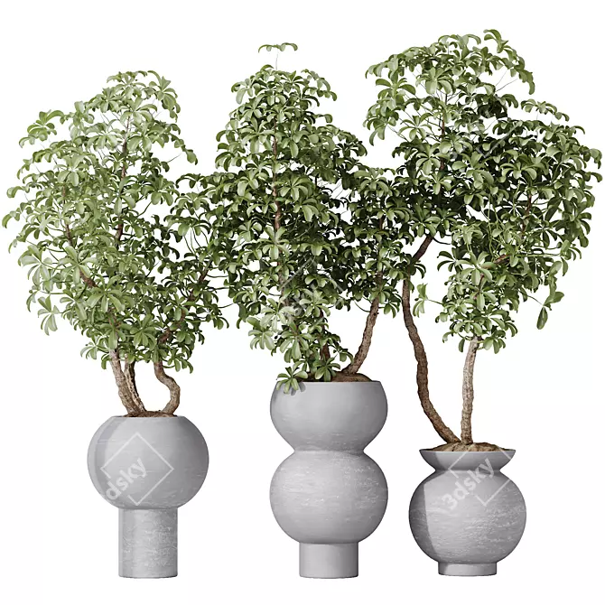 Twisted Schefflera Houseplant Collection 3D model image 1