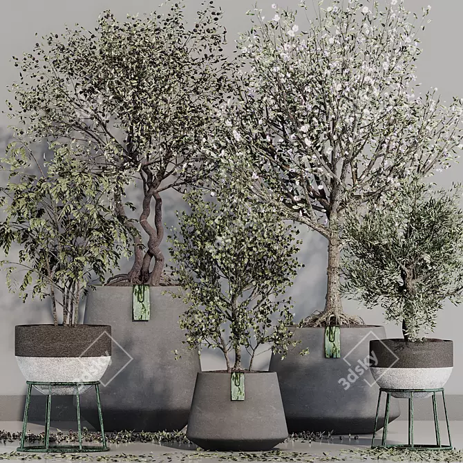 Mediterranean Olive Tree Set 3D model image 1