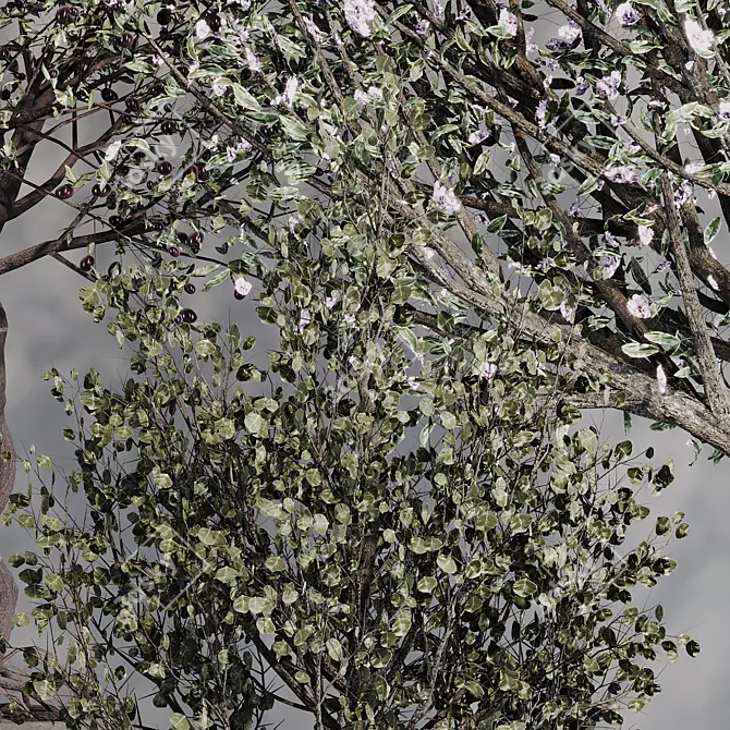 Mediterranean Olive Tree Set 3D model image 4