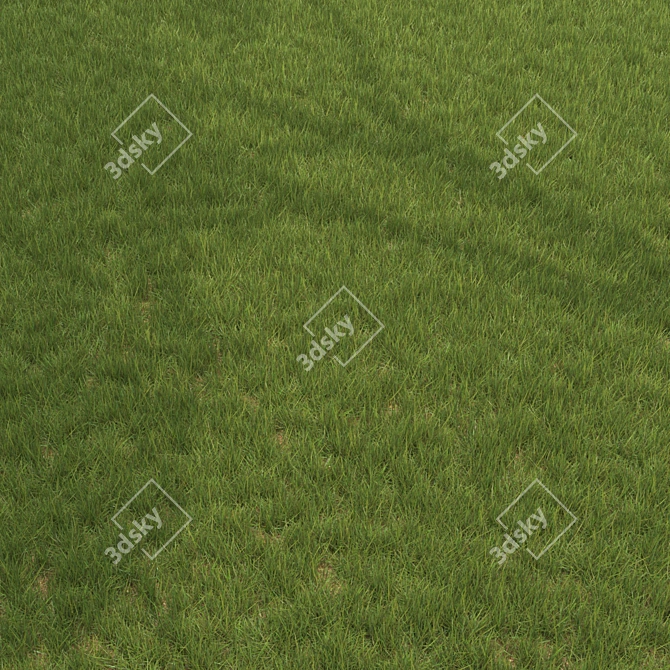 6 Varieties Grass Model 3D model image 1