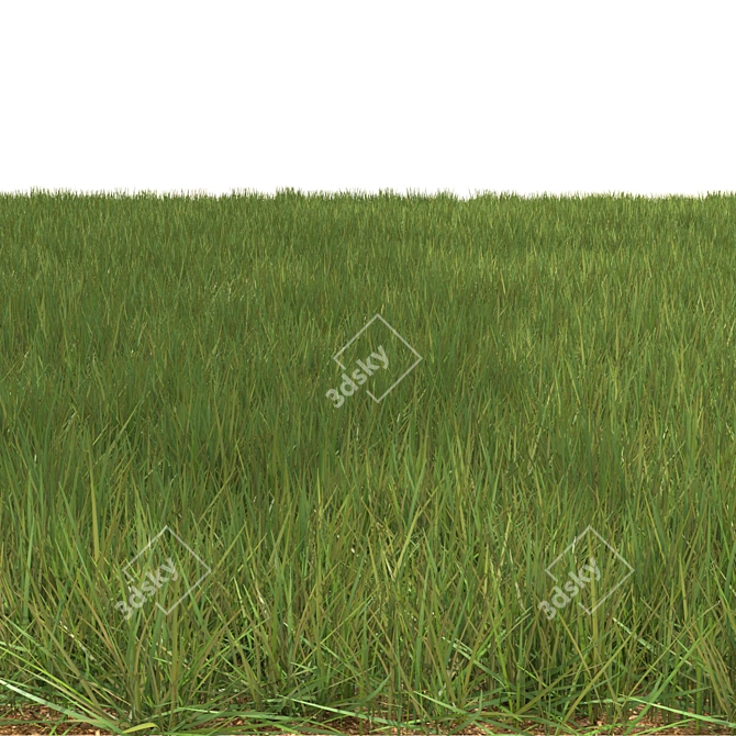 6 Varieties Grass Model 3D model image 3