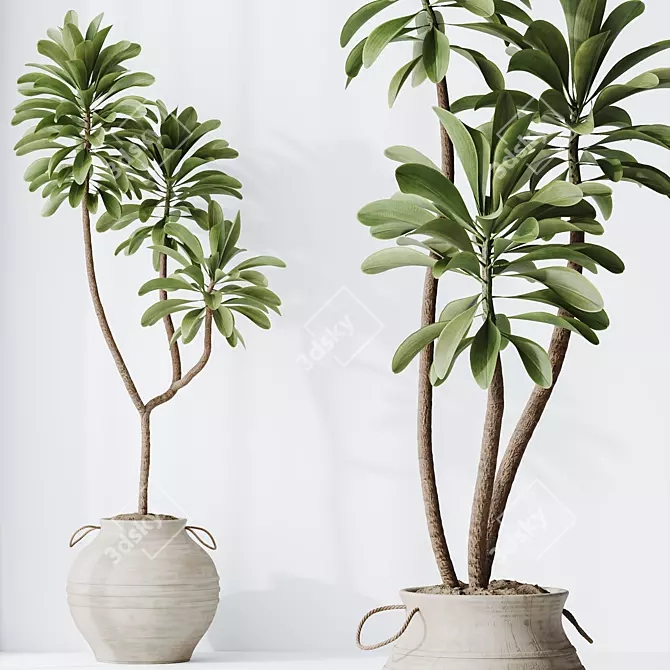 Exotic 3D Houseplants Set03 3D model image 4