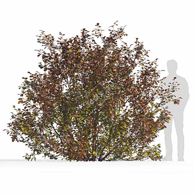 Title: Autumn Aronia Bush Set 3D model image 2