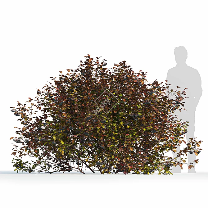 Title: Autumn Aronia Bush Set 3D model image 3