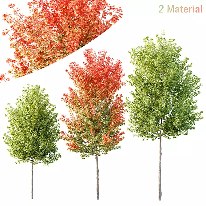 Hybrid Freeman Maple Tree 3D Model 3D model image 1