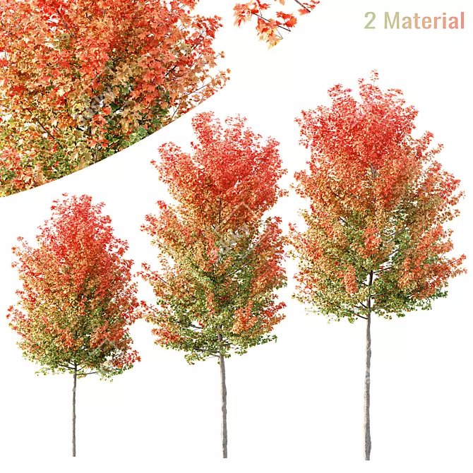 Hybrid Freeman Maple Tree 3D Model 3D model image 2