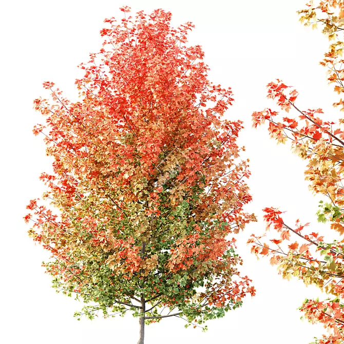 Hybrid Freeman Maple Tree 3D Model 3D model image 3