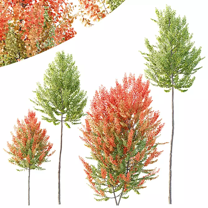 Hybrid Maple Trees 3D Models 3D model image 1