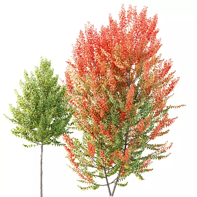 Hybrid Maple Trees 3D Models 3D model image 2