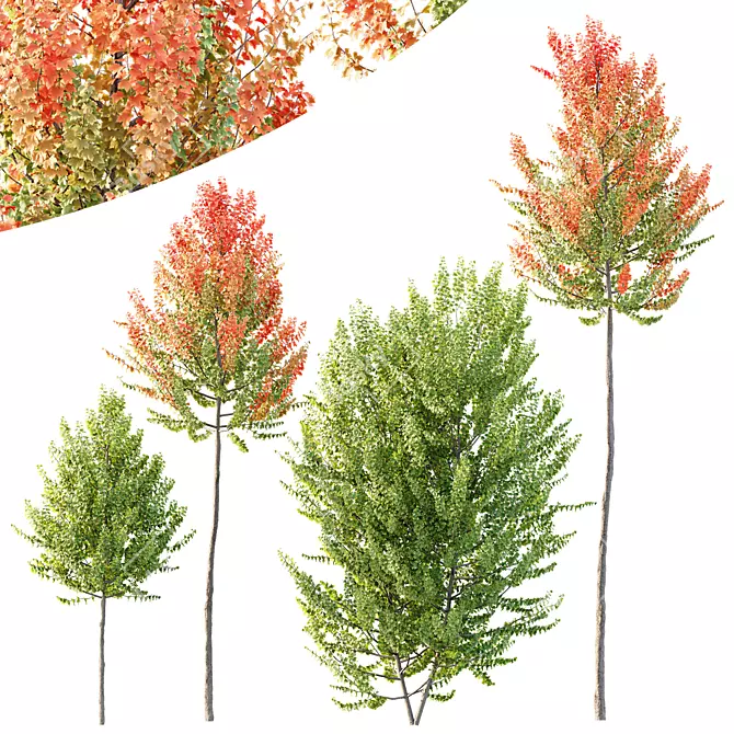 Hybrid Maple Trees 3D Models 3D model image 3
