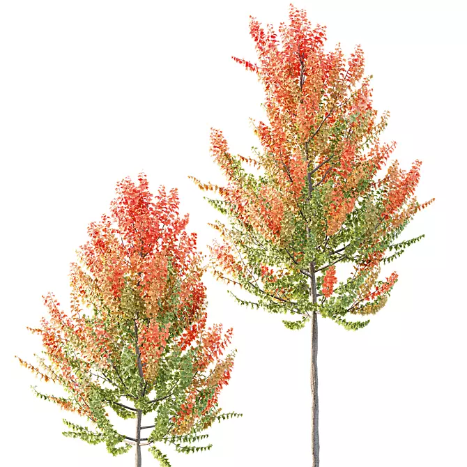 Hybrid Maple Trees 3D Models 3D model image 4