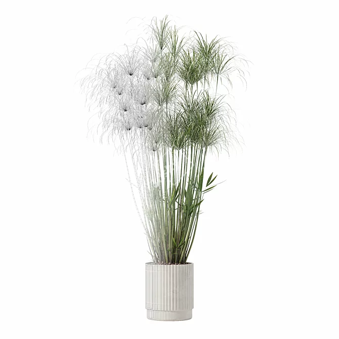 Nofretete Cyperus in Modern Planter 3D model image 2