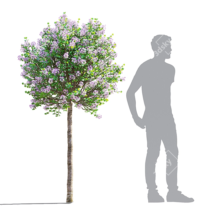 Meyer's Lilac Trees Set 3D model image 5