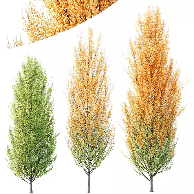  Hybrid Freeman Maple 3D Models 3D model image 1