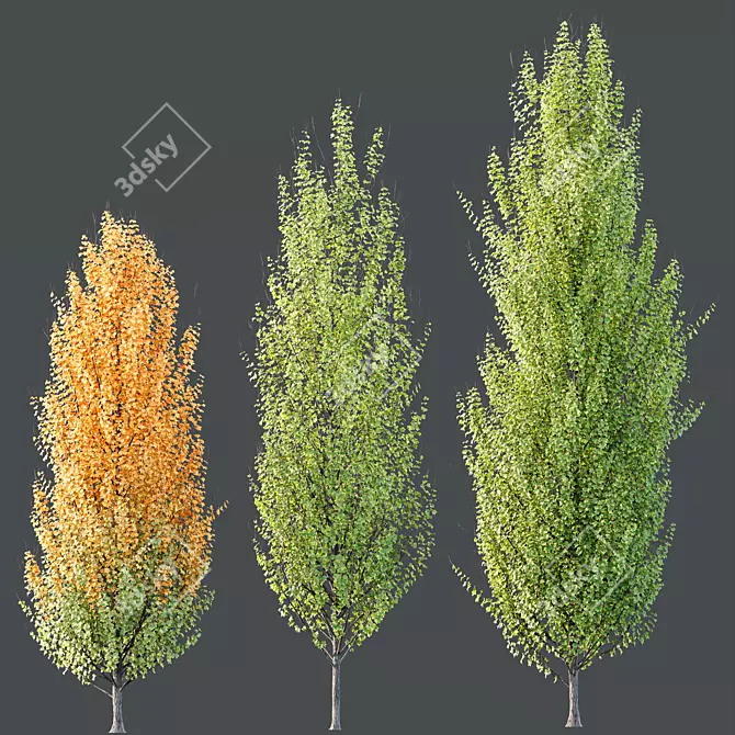  Hybrid Freeman Maple 3D Models 3D model image 2