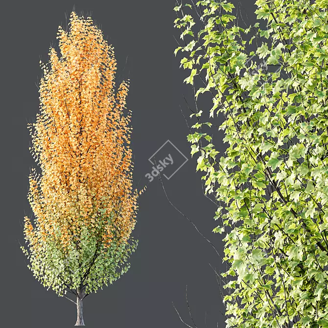  Hybrid Freeman Maple 3D Models 3D model image 3