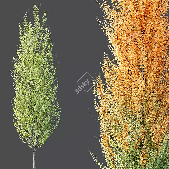  Hybrid Freeman Maple 3D Models 3D model image 4