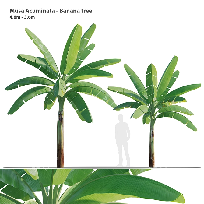 Twin Asian Banana Trees 3.6m 3D model image 1