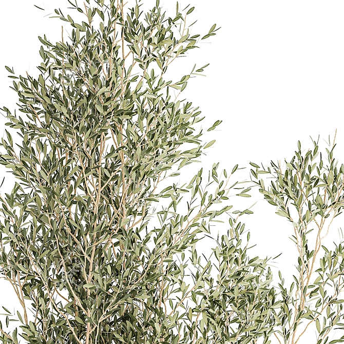 Tropical Plant Collection Set 3D model image 3