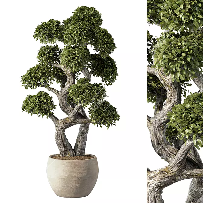 Zen Bonsai Indoor Plant Set 3D model image 1