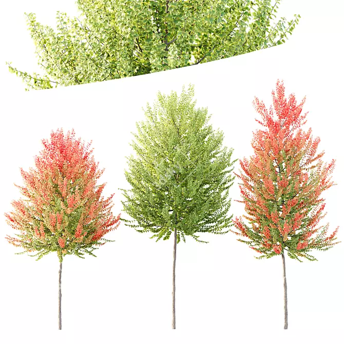 Hybrid Maple Plant 3D Models 3D model image 1