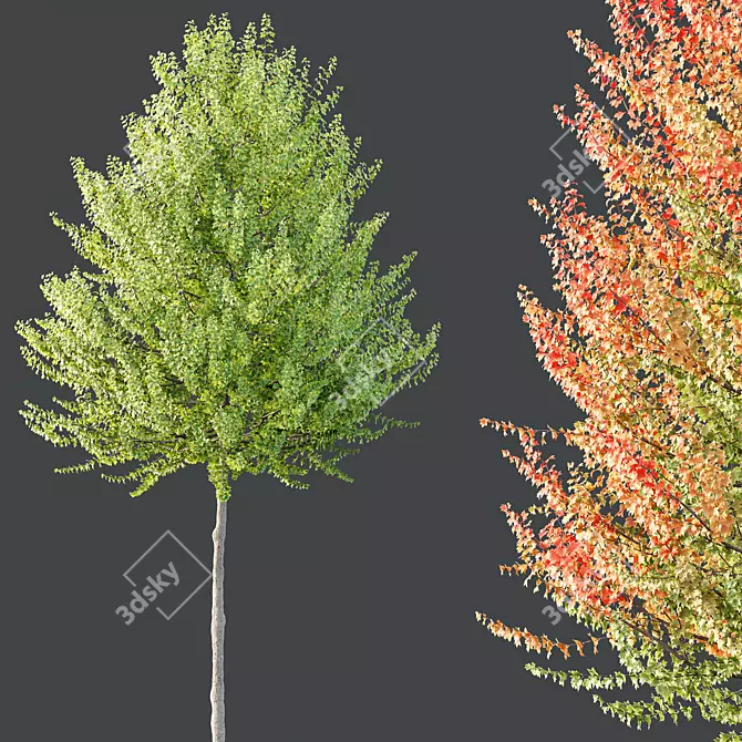 Hybrid Maple Plant 3D Models 3D model image 2