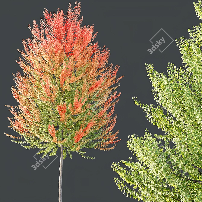 Hybrid Maple Plant 3D Models 3D model image 3