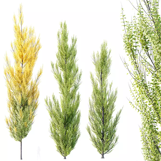 Hybrid Freeman Maple 3D Model 3D model image 1
