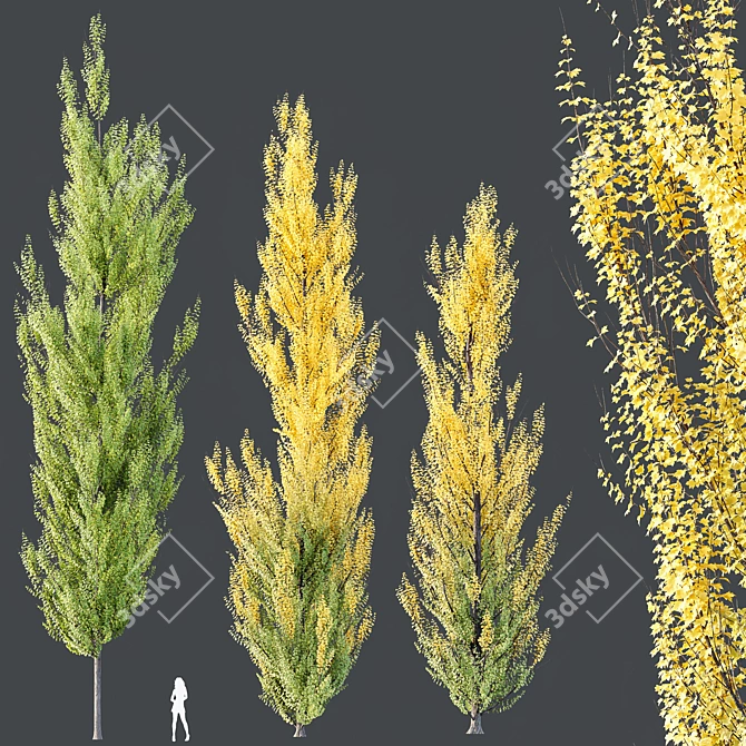 Hybrid Freeman Maple 3D Model 3D model image 2