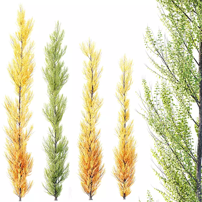 Hybrid Freeman Maple 3D Models 3D model image 1