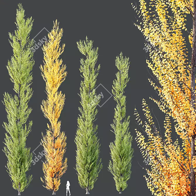Hybrid Freeman Maple 3D Models 3D model image 2