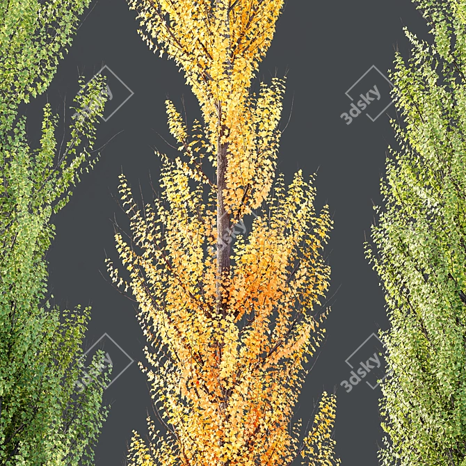 Hybrid Freeman Maple 3D Models 3D model image 3