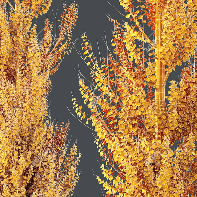 Hybrid Freeman Maple 3D Models 3D model image 4