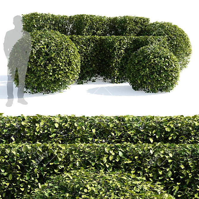 Aronia Melanocarpa Hedge Set 3D model image 1