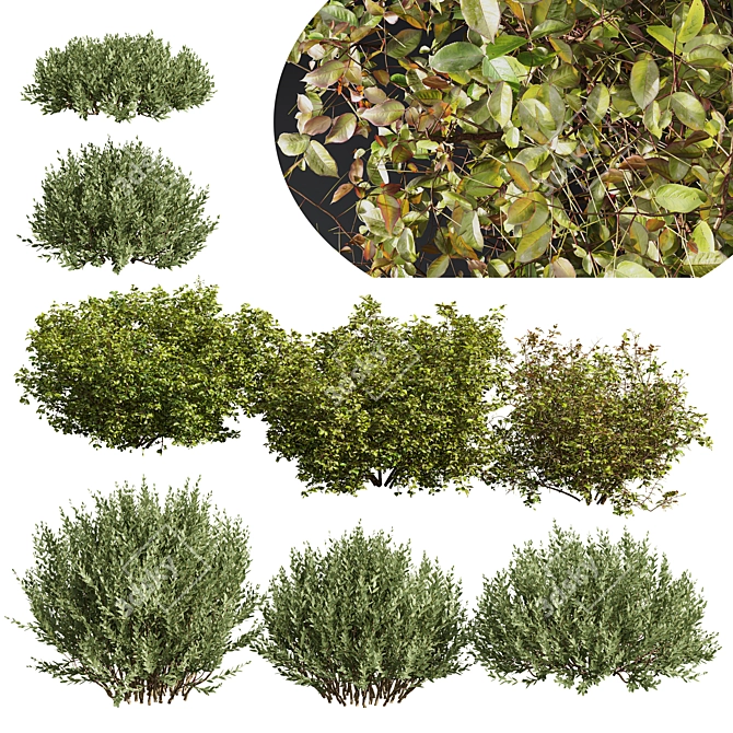 Autumn Plants Collection: 3D Models 3D model image 1