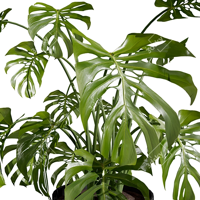 Tropical Trio 3D Potted Plants 3D model image 2