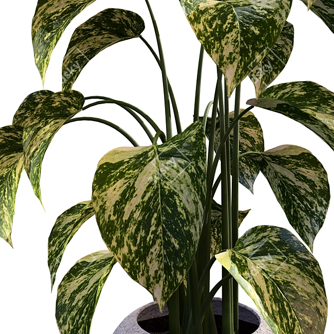 Tropical Trio 3D Potted Plants 3D model image 3