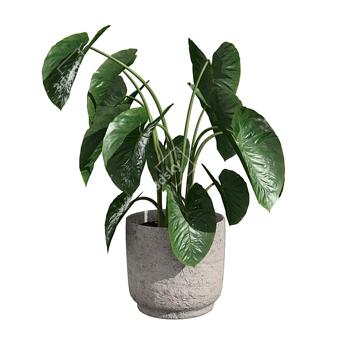 Tropical Trio 3D Potted Plants 3D model image 11