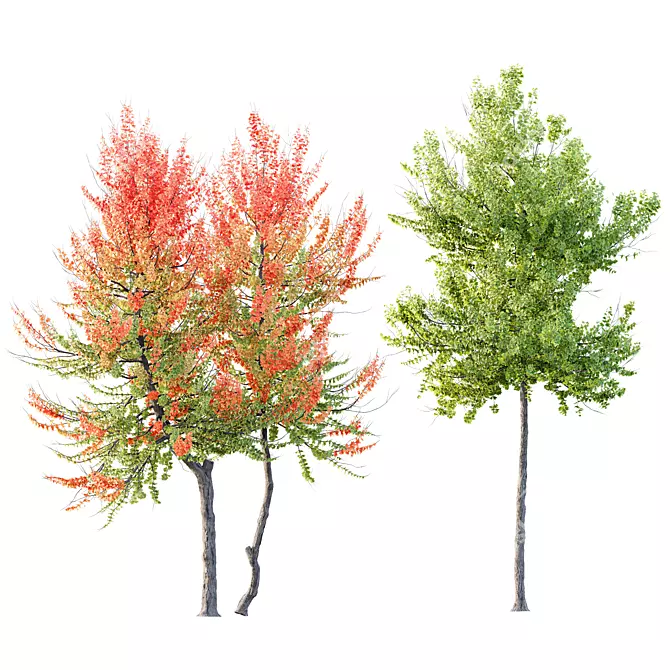 Hybrid Freeman Maple Tree Set 3D model image 1