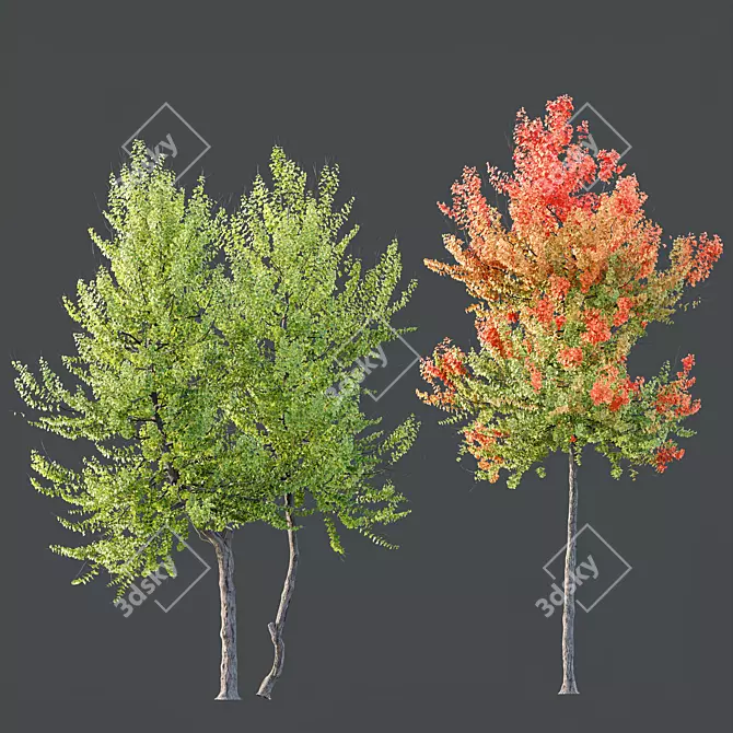 Hybrid Freeman Maple Tree Set 3D model image 2