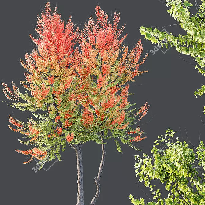 Hybrid Freeman Maple Tree Set 3D model image 3