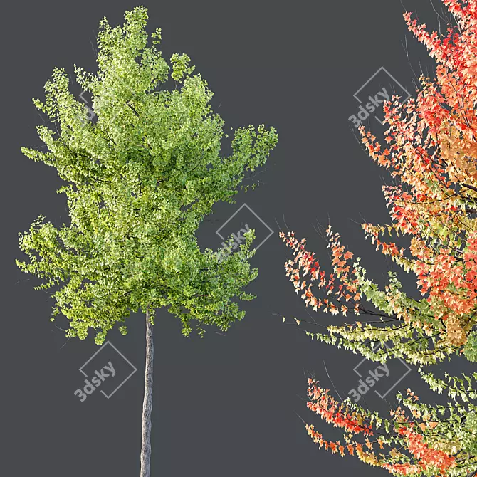 Hybrid Freeman Maple Tree Set 3D model image 4