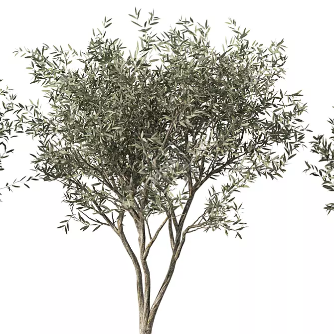 Majestic Olive Tree Sculpture 3D model image 2